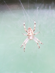 Araneus diadematus