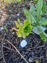 Aeonium arboreum arboreum