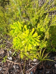 Aeonium arboreum arboreum