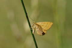 Idaea serpentata