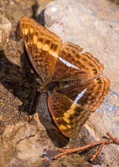 Adelpha olynthia