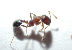 Monomorium subopacum