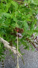 Pyrrhocoris apterus
