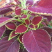 Coleus - Photo (c) Daniela Fernández y Fernández, some rights reserved (CC BY-NC), uploaded by Daniela Fernández y Fernández