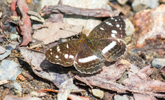 Janatella fellula