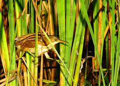 Ixobrychus involucris