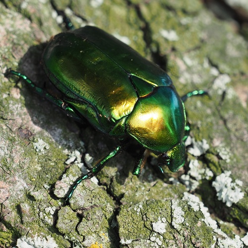 Big Rose-chafer, photo 4 of 7