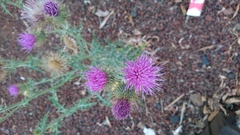 Cirsium rhaphilepis