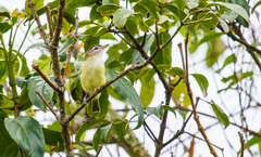 Vireo leucophrys