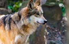 Canis lupus baileyi