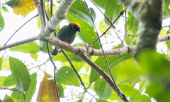 Tangara xanthocephala