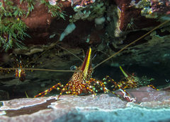 Rhynchocinetes typus