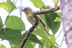 Pachyramphus versicolor