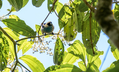 Tangara labradorides