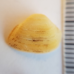 Striarca lactea