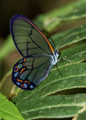 Pseudohaetera hypaesia