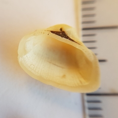 Striarca lactea