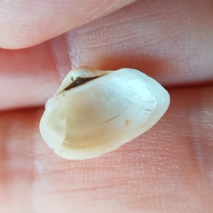 Striarca lactea