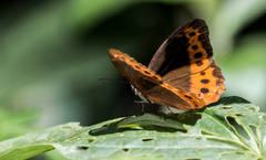 Oxeoschistus simplex