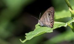 Euptychia