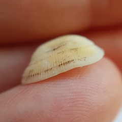 Striarca lactea