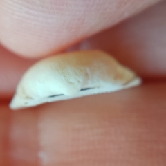 Striarca lactea