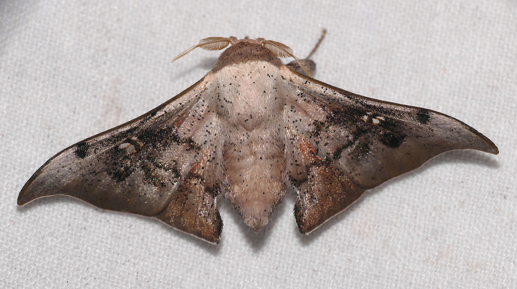 Roelmana vitreata