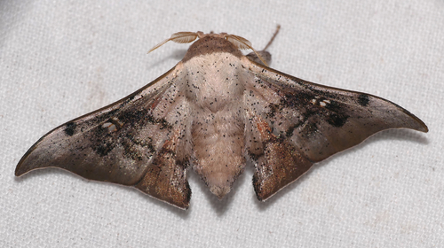 Roelmana vitreata
