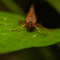 Anabolia