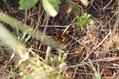 Cryptocheilus annulatus