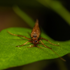Anabolia
