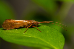 Anabolia