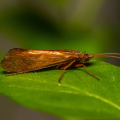 Anabolia