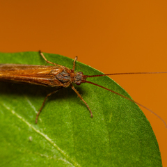 Anabolia