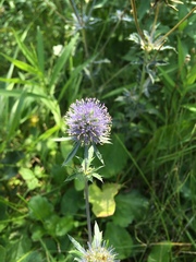Eryngium planum