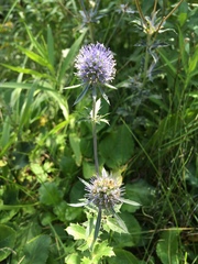 Eryngium planum