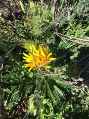 Berkheya armata