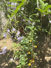 Anartia fatima