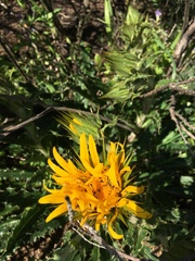 Berkheya armata
