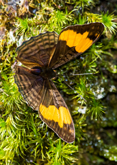Adelpha saundersii frontina