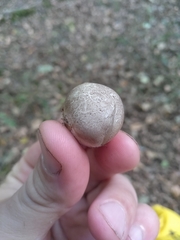 Phallomycetidae