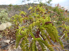 Chamaebatia australis