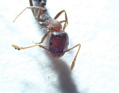 Monomorium subopacum
