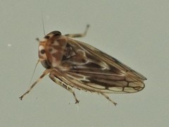 Agallia consobrina