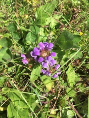 Prunella vulgaris