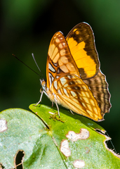 Adelpha saundersii frontina