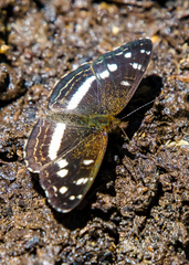 Janatella fellula