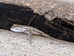 Sceloporus olivaceus