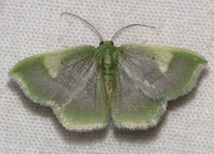 Lissocentra hydatodes