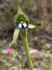 Bipinnula montana